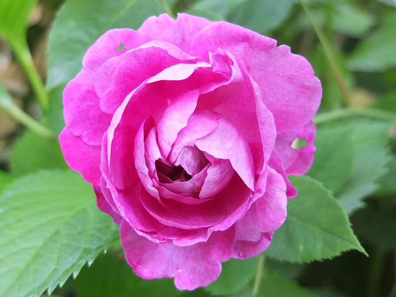 Reine des Violettes Rose