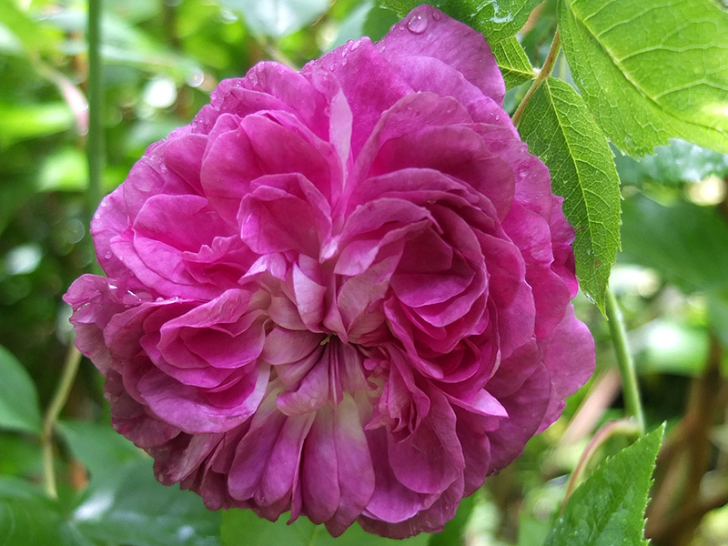 Reine des Violettes Rose