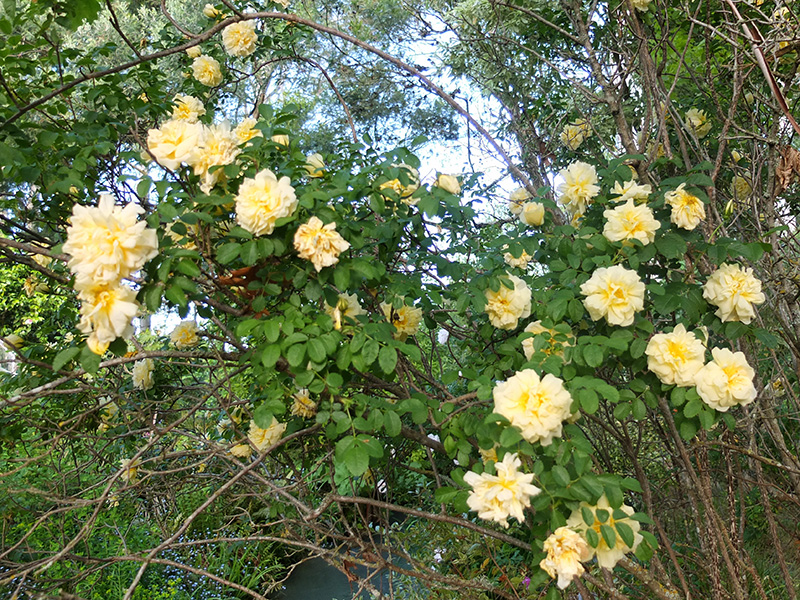 Yellow Agnes Rugosa Rose