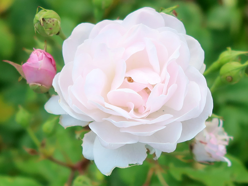 Pink Noisette Roses