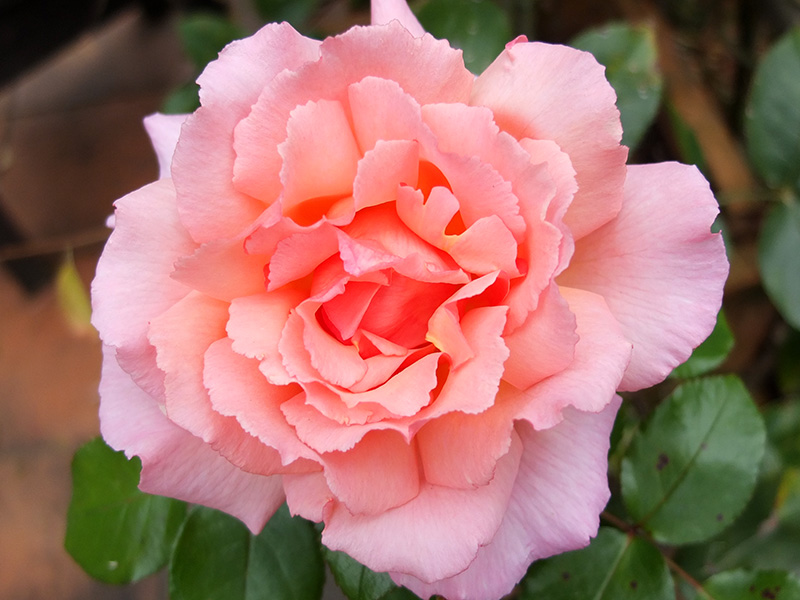 Compassion Apricot Rose