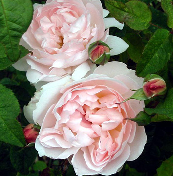  This rose is famous for its perfume. 