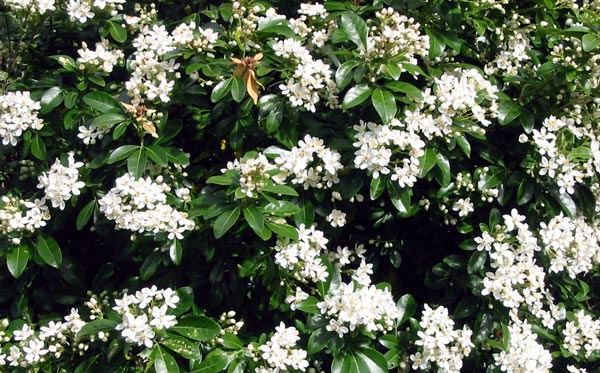  This shows the white starry spring flowers. 