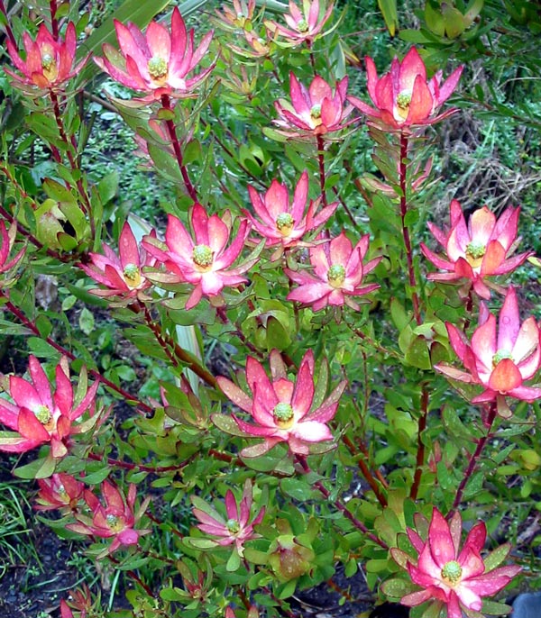  This is the only Leucadendron I grow in the Moosey garden. 