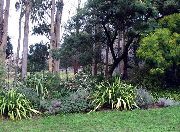  The gum trees and Wattles are in front of the boundary fence. 