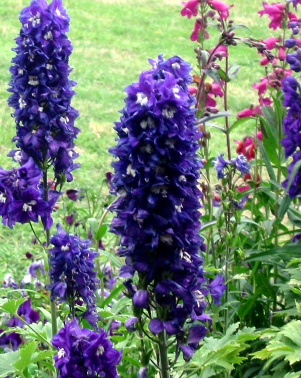  These popular perennials always impress. 