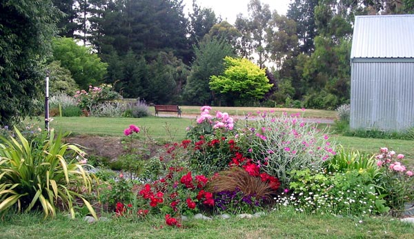 The park bench in the background is a favourite early morning spot. What a beautiful rose!