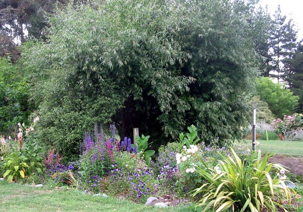 This used to be a blue garden in early summer. This used to be a blue garden in early summer.